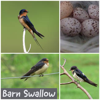 Barn Swallow